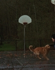 Filename=1998_-_Air_Bud_Golden_Receiver_mp40053.jpg
Filesize=934KiB
Dimensions=1920x1080
Date added=Dec 29, 2023 1998_-_Air_Bud_Golden_Receiver_mp40053.jpg