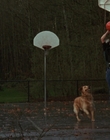 Filename=1998_-_Air_Bud_Golden_Receiver_mp40054.jpg
Filesize=949KiB
Dimensions=1920x1080
Date added=Dec 29, 2023 1998_-_Air_Bud_Golden_Receiver_mp40054.jpg