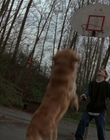 Filename=1998_-_Air_Bud_Golden_Receiver_mp40057.jpg
Filesize=1015KiB
Dimensions=1920x1080
Date added=Dec 29, 2023 1998_-_Air_Bud_Golden_Receiver_mp40057.jpg