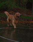 Filename=1998_-_Air_Bud_Golden_Receiver_mp40059.jpg
Filesize=755KiB
Dimensions=1920x1080
Date added=Dec 29, 2023 1998_-_Air_Bud_Golden_Receiver_mp40059.jpg
