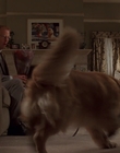 1998_-_Air_Bud_Golden_Receiver_mp40697.jpg