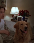 Filename=1998_-_Air_Bud_Golden_Receiver_mp40739.jpg
Filesize=708KiB
Dimensions=1920x1080
Date added=Dec 29, 2023 1998_-_Air_Bud_Golden_Receiver_mp40739.jpg