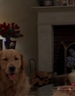 1998_-_Air_Bud_Golden_Receiver_mp40740.jpg