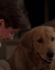 1998_-_Air_Bud_Golden_Receiver_mp40762.jpg