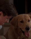 1998_-_Air_Bud_Golden_Receiver_mp40763.jpg