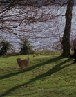 1998_-_Air_Bud_Golden_Receiver_mp41083.jpg