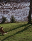 1998_-_Air_Bud_Golden_Receiver_mp41085.jpg