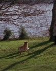 1998_-_Air_Bud_Golden_Receiver_mp41086.jpg