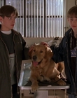 Filename=1998_-_Air_Bud_Golden_Receiver_mp41465.jpg
Filesize=850KiB
Dimensions=1920x1080
Date added=Dec 29, 2023 1998_-_Air_Bud_Golden_Receiver_mp41465.jpg