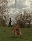1998_-_Air_Bud_Golden_Receiver_mp41630.jpg