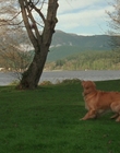 1998_-_Air_Bud_Golden_Receiver_mp41656.jpg