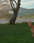 1998_-_Air_Bud_Golden_Receiver_mp41657.jpg