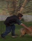 1998_-_Air_Bud_Golden_Receiver_mp41670.jpg