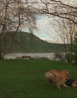 1998_-_Air_Bud_Golden_Receiver_mp41676.jpg