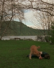 1998_-_Air_Bud_Golden_Receiver_mp41679.jpg