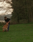 1998_-_Air_Bud_Golden_Receiver_mp41688.jpg