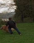 1998_-_Air_Bud_Golden_Receiver_mp41694.jpg