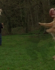 1998_-_Air_Bud_Golden_Receiver_mp41704.jpg