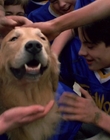 1998_-_Air_Bud_Golden_Receiver_mp44984.jpg