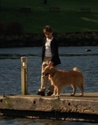 1998_-_Air_Bud_Golden_Receiver_mp45049.jpg