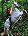 NicoTheUnicorn_28329.jpg