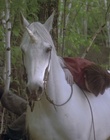 cap114551.jpg