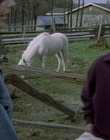 cap32826.jpg