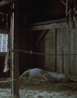 cap49051.jpg