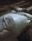 cap50301.jpg
