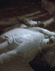 cap50326.jpg
