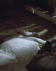 cap50401.jpg