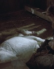 cap50426.jpg