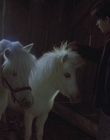 cap59501.jpg