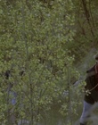 cap64201.jpg