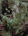 Filename=cap77501.jpg
Filesize=649KiB
Dimensions=1920x1088
Date added=Dec 29, 2023 cap77501.jpg
