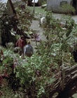 cap77576.jpg