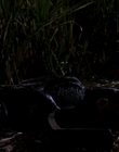 1999_-_Komodo_mkv4063.jpg