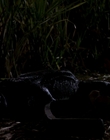 1999_-_Komodo_mkv4064.jpg