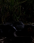 1999_-_Komodo_mkv4065.jpg
