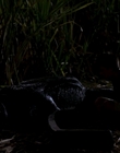 1999_-_Komodo_mkv4069.jpg