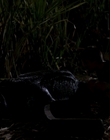 1999_-_Komodo_mkv4070.jpg