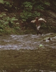 1999_-_Treasure_Island_mp43174.jpg