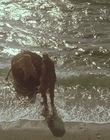 1999_-_Treasure_Island_mp43974.jpg