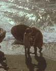 1999_-_Treasure_Island_mp43987.jpg