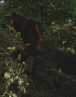 1999_-_Treasure_Island_mp44107.jpg