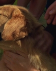 Filename=2000_-_Air_Bud_3_World_Pup_mp41306.jpg
Filesize=888KiB
Dimensions=1920x1040
Date added=Dec 29, 2023 2000_-_Air_Bud_3_World_Pup_mp41306.jpg