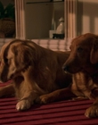 Filename=2000_-_Air_Bud_3_World_Pup_mp42010.jpg
Filesize=889KiB
Dimensions=1920x1040
Date added=Dec 29, 2023 2000_-_Air_Bud_3_World_Pup_mp42010.jpg