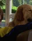 Filename=2000_-_Air_Bud_3_World_Pup_mp42917.jpg
Filesize=924KiB
Dimensions=1920x1040
Date added=Dec 29, 2023 2000_-_Air_Bud_3_World_Pup_mp42917.jpg