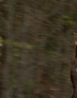2002_-_Virginias_Run_mp40641.jpg
