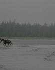 2002_-_Virginias_Run_mp40774.jpg